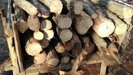 Заловиха незаконно придобити дърва за огрев в Североизточна България