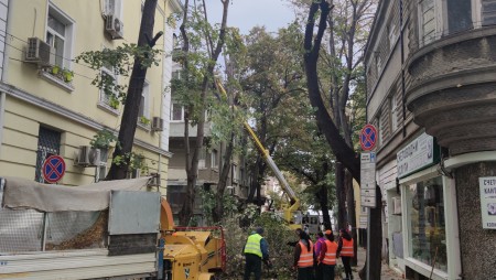 Подкастрят дърветата по ул. 