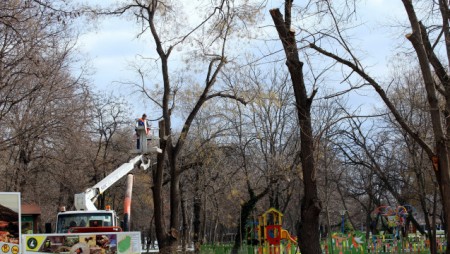 Чистят санитарно дървета по улиците на Девня