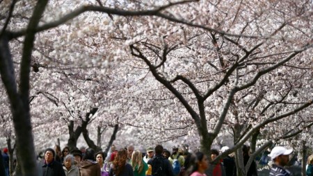 Вишните в Япония цъфнаха малко по-рано тази година