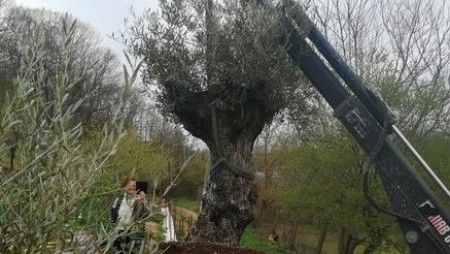 Две 150-годишни маслинови дървета са новите попълнения в Ботаническата градина в Гроздьово