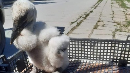 В Аврен спасиха малко щъркелче. Предадоха го в зоопарка във Варна