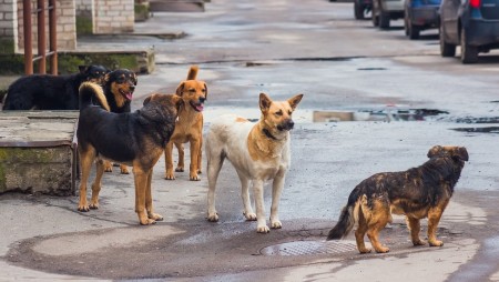 В община Девня ще броят уличните кучета