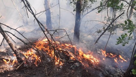 Заловиха жената, извършила серия от умишлени палежи в гората край Девня