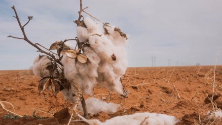 Климатичните промени унищожават реколтата от памук в САЩ