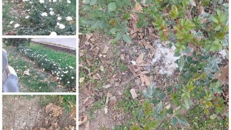 Възрастен мъж припадна докато шофира и се заби в дърво