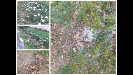 Вандали унищожиха рози в Карлово