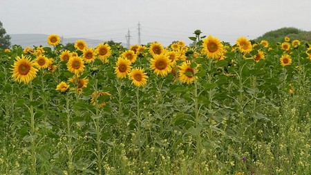Румъния е шампион в ЕС по отглеждане на слънчоглед