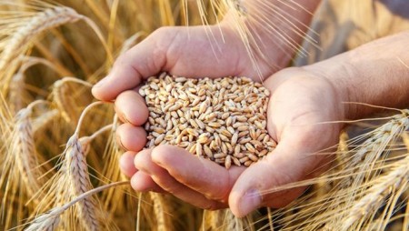 Словакия забрани преработката и продажбата на украинско зърно заради пестициди