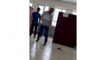 На един от избирателните участъци в Турция се появи ... четириног гласоподавател