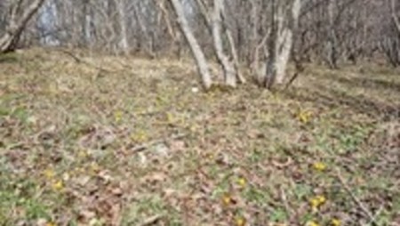 По време на отстрел на диво прасе застреляха ловец