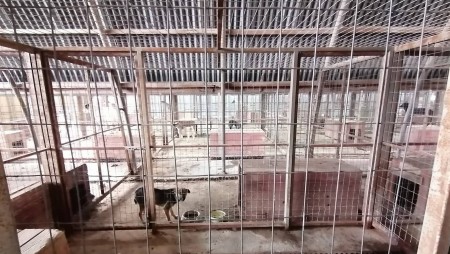 Плачевно е положението в приюта за кучета в Каменар