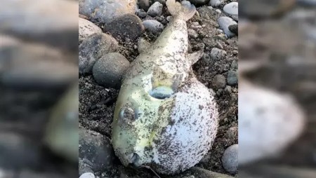 В Турция риба балон вкара седмина в болница