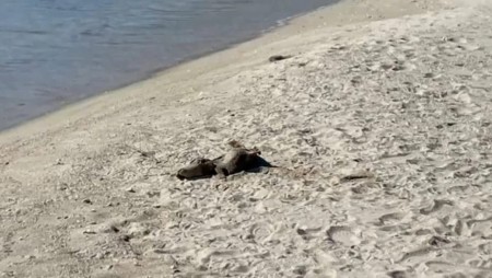 Мъртви делфини стоят от няколко дни на плажа в Кранево