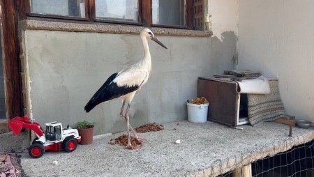 92-годишната баба Мария спаси щъркелче след бурята в Казанлък