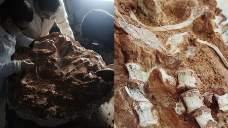Пороите в Бразилия разкриха останките на динозавър