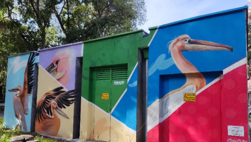 Пеликанът Стойчо оживя върху варненски трафопост