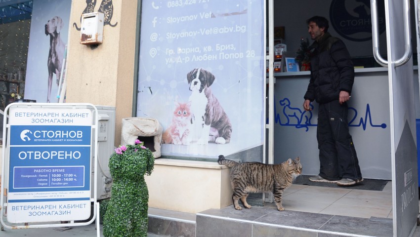 Близо 200 безстопанствен котки са кастрирани, обезпаразитени и маркирани по програмата на Община Варна