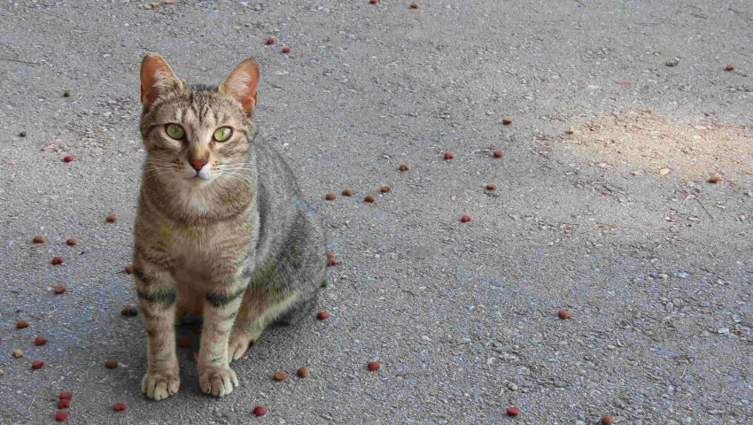 Продължава инициативата за кастрация на улични котки във Варна