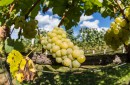 Нова световна винена карта разкрива: лозята по Черноморието са с 3,3 °C по-топли от тези в Шампан