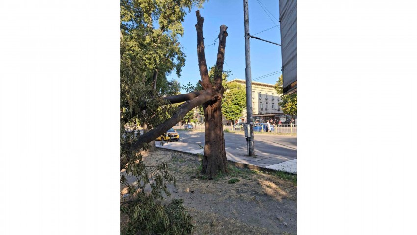 Премахват опасно дърво в градинката на Катедралата