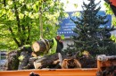 Отсичат 3 дървета на Рибарско пристанище „Варна“